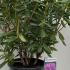 Rhododendron Roseum Elegans 60-70 cm buy online UK.