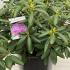 Rhododendron Roseum Elegans 70-80 cm buy online UK.