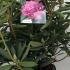 Rhododendron Roseum Elegans 30-40 cm buy online UK.