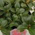 Rhododendron Scarlet Wonder 30-40 cm buy online UK.