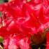 Rhododendron Scarlet Wonder Dwarf Rhododendron