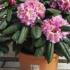 Rhododendron Scintillation, RHS awarded AGM for sale online from our London plant centre.