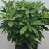 Rhododendron Surrey Heath  20-30 cm buy online UK.