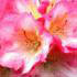 Rhododendron Surrey Heath, Yak Hybrid