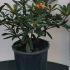 Rhododendron Tortoise Shell Orange 40-60 cm buy online UK.