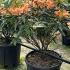 Rhododendron Tortoise Shell Orange 80-90 cm buy online UK.