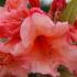 Rhododendron Tortoise Shell Orange is an evergreen shrub known for its bold orange flowers in spring and year round green foliage. Perfect for adding color to shaded garden areas.