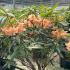 Tortoise Shell Orange Rhododendron produces eye catching orange blooms that contrast beautifully with its glossy green leaves. Making it a standout choice for borders or containers