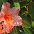 Rhododendron Tortoiseshell Orange evergreen shrub with vibrant orange blooms