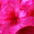 Rhododendron Van - medium sized Rhododendron with spectacular deep pink flowers