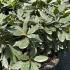 Rhododendron Van 50-60 cm buy online UK.
