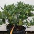 Rhododendron Virginia Richards 40-60 cm buy online UK.