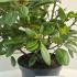 Rhododendron Virginia Richards 30-40 cm buy online UK.