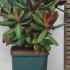 Rhododendron Wine and Roses 20-30 cm buy online UK.
