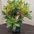 rysc 20-40 cm buy online UK.
