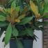 Rhododendron Yakushimanum Silberwolke Silver Cloud 15-20 cm buy online UK.