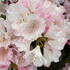 Rhododendron Silberwolke Silver Cloud with pale pink buds opening to white flowers