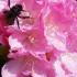 Pink flowering Rhododendron Morning Cloud Yakusimanum buy online UK