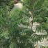 Rhus Typhina Dissecta 1.5-1.75 m buy online UK.