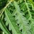 Rhus Typhina Dissecta tree is known as the Cut Leaved Stags Horn Sumach tree, for Sale online UK delivery.
