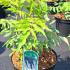 rt 80-100 cm buy online UK.