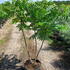 rt 1.5-1.75 m buy online UK.