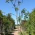 Rhus Typhina Stags Horn 3-3.5 m buy online UK.