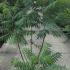 Rhus Typhina Stags Horn 1.75-2 m buy online UK.
