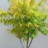 Rhus Typhina Tiger Eyes Stags Horn Sumach  1-1.25 m buy online UK.
