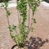 Ribes Alpinum - Alpine Currant 40-50 cm buy online UK.