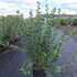 rap 1-1.25 m buy online UK.