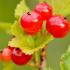 Tough & Hardy Ribes Alpinum or Alpine Currant, the flowers will be followed by bright red berries if you plant both male and female plants, which will attract birds to your garden