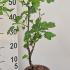 rbn 30-50 cm buy online UK.