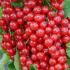 Ribes Jonkheer Van Tets Red Currant
