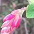 Ribes Sanguineum is also known as red currant, beautiful red buds, profuse flowers, buy UK.