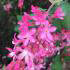 Ribes Sanguineum. Red Flowering Currant for Sale Online at our London garden centre with UK delivery.