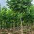 rpb 3-3.5 m buy online UK.