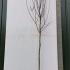 Robinia Pseudoacacia Bessoniana 3.5-4 m buy online UK.