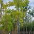 Robinia Pseudoacacia Frisia 4.5-5 m buy online UK.