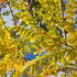 Robinia pseudoacacia Frisia tree with bright yellow foliage and light airy canopy