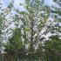 Robinia Pseudoacacia Standard Tree 3.6-4 m buy online UK.