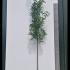 Robinia Pseudoacacia Standard Tree 3.5-4 m buy online UK.