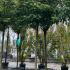 Robinia Pseudoacacia Umbraculifera 3-3.5 m buy online UK.