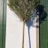 Robinia Pseudoacacia Umbraculifera 3.5-4 m buy online UK.