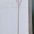 Robinia Pseudoacacia Umbraculifera 2-2.5 m buy online UK.