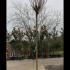 Robinia Pseudoacacia Umbraculifera 2.5-3 m buy online UK.