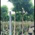 Robinia Pseudoacacia Umbraculifera 2.75-3 m buy online UK.