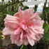 Rosa Albertine – Classic Rambling Rose