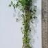Rosa Alibaba Climbing Rose 2-2.5 m buy online UK.