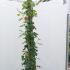 Rosa Aloha Climbing Rose 2-2.5 m buy online UK.
